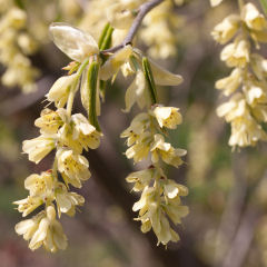 Avellana de invierno fragante